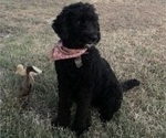 Small Photo #1 Golden Mountain Doodle Puppy For Sale in TULSA, OK, USA