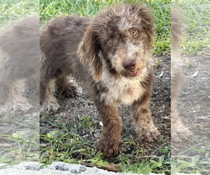 Miniature Labradoodle Dogs for adoption in Valrico, FL, USA
