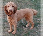 Small #1 Goldendoodle