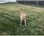 Small #2 Labrador Retriever Mix