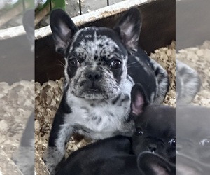 French Bulldog Puppy for sale in HAYS, NC, USA