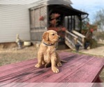 Small #9 Golden Retriever