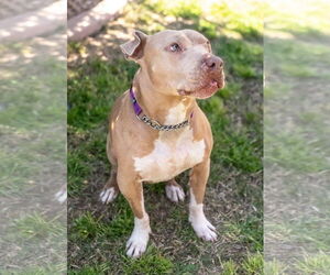BETTY WHITE - Female Mutt Dog for Adoption - Photo #3