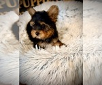 Small #5 Yorkshire Terrier