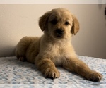 Small Photo #7 Golden Retriever Puppy For Sale in FRANKLIN, IN, USA