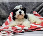 Small #1 Cavalier King Charles Spaniel