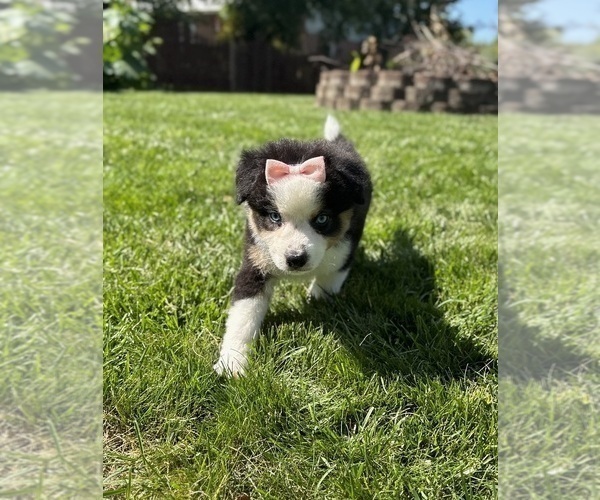 Medium Photo #8 Miniature Australian Shepherd Puppy For Sale in NOBLESVILLE, IN, USA