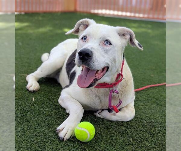 Medium Photo #2 Mutt Puppy For Sale in Las Vegas, NV, USA