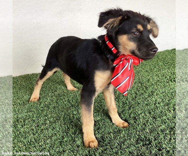 Medium Photo #3 Shepweiller Puppy For Sale in San Diego, CA, USA