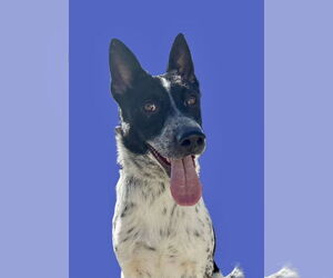 Mutt Dogs for adoption in Newport Beach, CA, USA