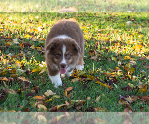 Medium Photo #5 Australian Shepherd Puppy For Sale in ROCKY MOUNT, VA, USA