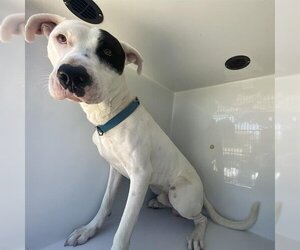 American Staffordshire Terrier-Great Dane Mix Dogs for adoption in Houston, TX, USA