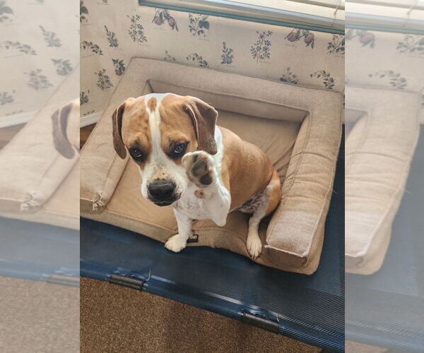 Medium Photo #1 Beagle-Unknown Mix Puppy For Sale in Chandler, AZ, USA