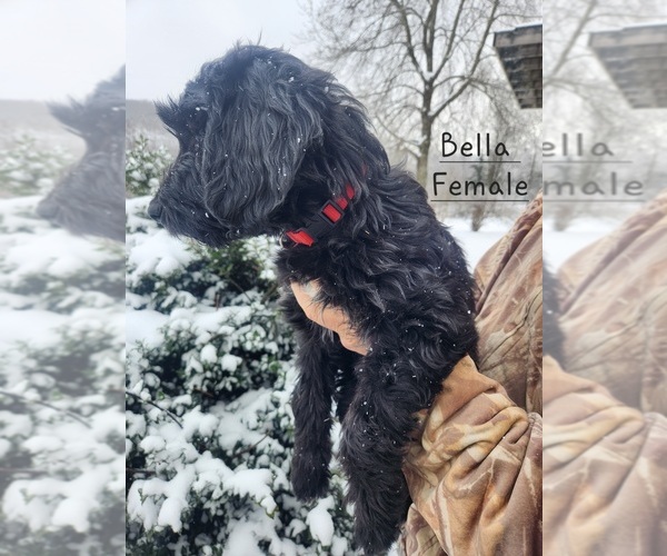 Medium Photo #6 F2 Aussiedoodle Puppy For Sale in LIVONIA, NY, USA