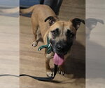 Small #1 Black Mouth Cur Mix