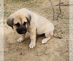 Small #1 Anatolian Shepherd