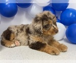 Small Photo #1 Aussiedoodle Miniature  Puppy For Sale in HICKSVILLE, OH, USA