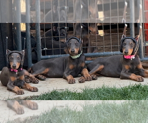 Doberman Pinscher Puppy for sale in CERES, CA, USA