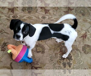 Schweenie Dogs for adoption in Clarkston, MI, USA