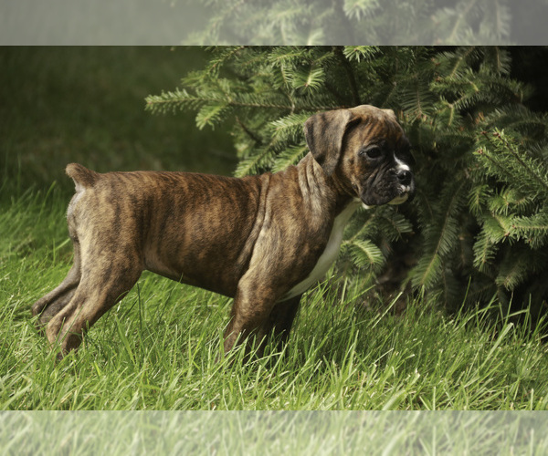 Medium Photo #4 Boxer Puppy For Sale in SHIPSHEWANA, IN, USA