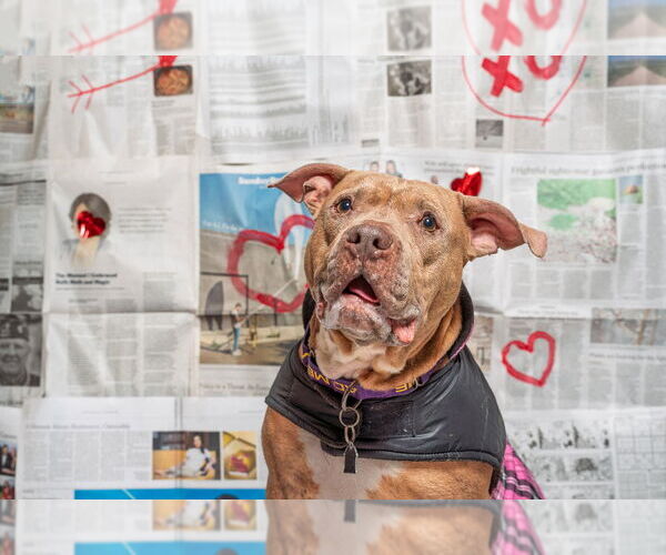 Medium Photo #18 Mutt Puppy For Sale in Mundelein, IL, USA