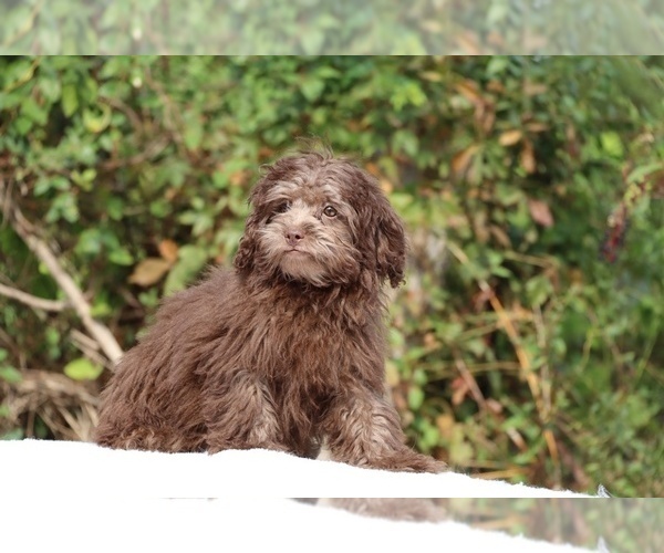 Medium Photo #19 ShihPoo Puppy For Sale in DYERSBURG, TN, USA