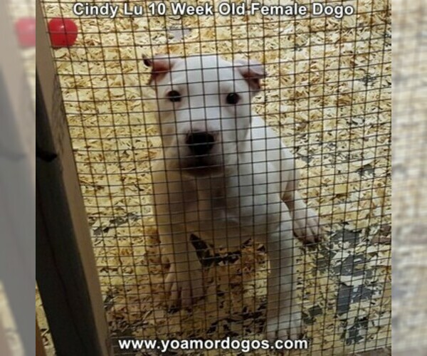 Medium Photo #87 Dogo Argentino Puppy For Sale in PINEVILLE, MO, USA