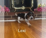Puppy Lexi Beagle