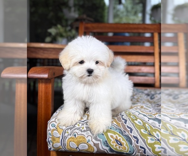 Medium Photo #9 Mal-Shi Puppy For Sale in NOBLESVILLE, IN, USA
