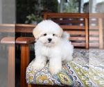 Peanut - Male Mal-Shi Puppy for Sale - Photo #9