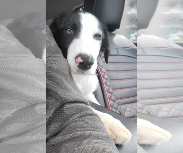 Medium Photo #11 Border Collie Puppy For Sale in Highland, IL, USA