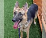 Small #1 German Shepherd Dog Mix