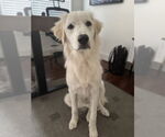 Small #2 Great Pyrenees