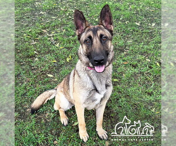 Medium Photo #2 German Shepherd Dog-Unknown Mix Puppy For Sale in Irvine, CA, USA