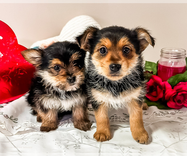 Medium Photo #1 Yoranian Puppy For Sale in WAKARUSA, IN, USA