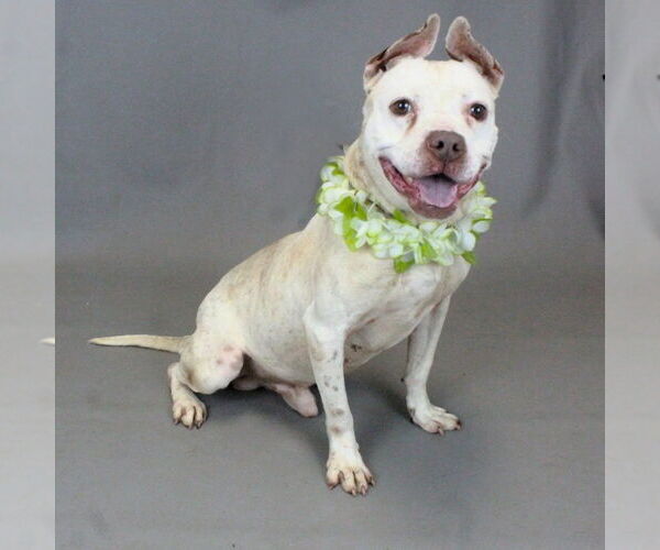 Medium Photo #4 Mutt Puppy For Sale in Shelburne, VT, USA