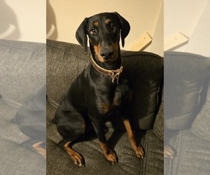 Mother of the Doberman Pinscher puppies born on 06/06/2026