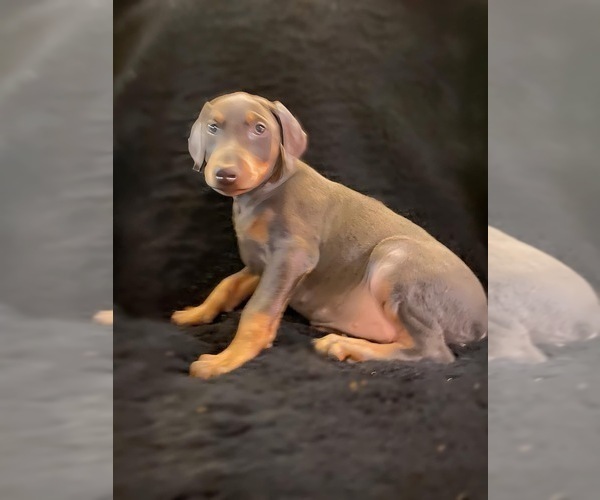 Medium Photo #2 Doberman Pinscher Puppy For Sale in YUCCA VALLEY, CA, USA