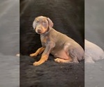 Small #1 Doberman Pinscher