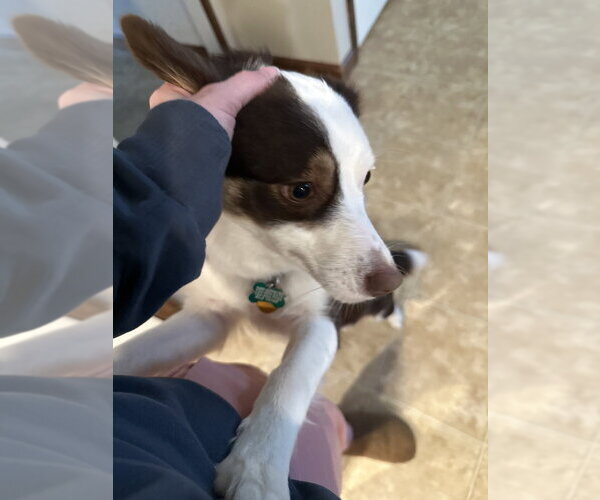 Medium Photo #2 Australian Shepherd-Unknown Mix Puppy For Sale in Springdale, PA, USA