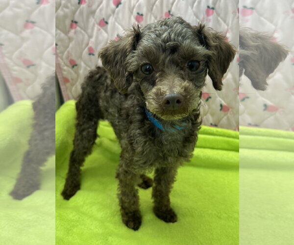 Medium Photo #3 Poodle (Miniature) Puppy For Sale in Pacolet, SC, USA