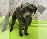 Small #2 Poodle (Miniature)