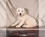 Small Photo #2 Goldendoodle Puppy For Sale in OCALA, FL, USA