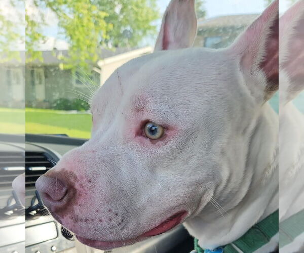 Medium Photo #7 American Pit Bull Terrier Puppy For Sale in Fargo, ND, USA