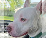 Small #6 American Pit Bull Terrier