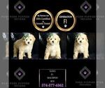 Puppy Nano F1 Maltipoo