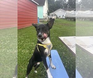 Mutt Dogs for adoption in Silver Spring, MD, USA