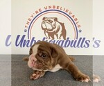 Small Photo #2 English Bulldog Puppy For Sale in CENTERVILLE, OH, USA