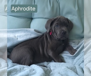 Cane Corso Puppy for sale in MINERAL WELLS, WV, USA