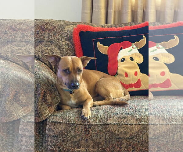 Medium Photo #3 Dachshund-Unknown Mix Puppy For Sale in Omaha, NE, USA